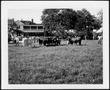 Photograph: [Photograph of Three Groups of Cattle]