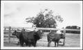 Primary view of [Photograph of three cows in a wooden stock pen on the George Ranch]