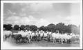 Photograph: [Photograph of a herd of predominantly Brahman cattle]