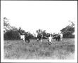 Primary view of [Photograph of six Longhorn cattle in a pasture]