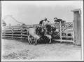 Primary view of [An African-American man riding a Brahman cow]