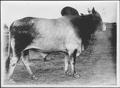Photograph: [A Brahman bull]