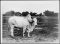 Photograph: [A Brahman bull (facing right  side of photo)]