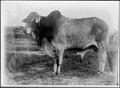 Photograph: [A Brahman bull  facing left of photo]
