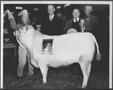 Photograph: [Photograph of Jean Kiger with her champion steer]