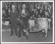 Photograph: [Albert Peyton George with the reserve grand champion steer]