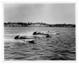 Photograph: [Speedboat Race]
