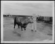 Photograph: [Photograph of holding the halter to a Santa Gertrudis bull]