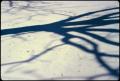 Photograph: [Shadows and Bird Tracks]