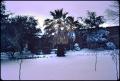 Photograph: [Palm Tree in Snow]