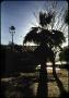 Photograph: [Ice on Palm Tree]