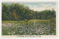 Postcard: [Postcard of a Field of Flowers in Boerne, Texas]