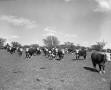Photograph: [Hereford Cattle Standing in a Field]