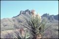 Photograph: [Yucca and Chisos Mountains]