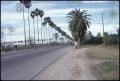 Photograph: [Avenue of Palms in Rio Grande Valley]