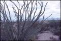 Photograph: [Ocotillo Cacti and Desert Pavement]
