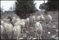 Photograph: [Herd of Goats]