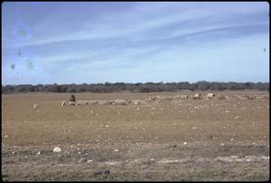 Primary view of object titled '[Sheep on Rode Ranch 1]'.