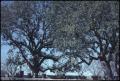 Photograph: [Oak Trees at the Lyndon B. Johnson Cemetery]