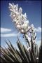 Photograph: [Blooming Giant Dagger 1]