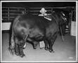 Primary view of [Santa Gertrudis exhibited at the Houston Fat Stock Show and Livestock Exposition]