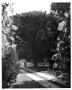 Thumbnail image of item number 1 in: 'Large Tree near the Brite Home in Marfa'.
