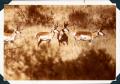 Four Prong-Horn Antelope