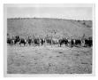 Thumbnail image of item number 1 in: 'Cattle in Corral'.
