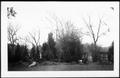 Photograph: [Trees in the George Ranch yard]