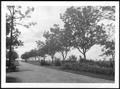 Photograph: [Photograph of the drive way of leading to the George Ranch house]