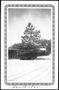 Photograph: [A large tree in the snow covered yard of the George Ranch]