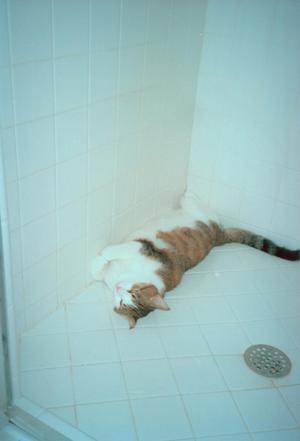 Primary view of object titled '[Cat in Shower Stall]'.
