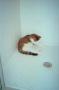 Primary view of [Cat in Shower Stall #2]
