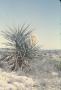 Photograph: [Canon Ranch Distrct, (yucca cactus)]