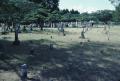 Photograph: [Concord Cemetary]